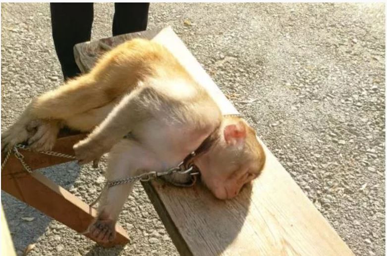 Bankta yatan maymun bulundu