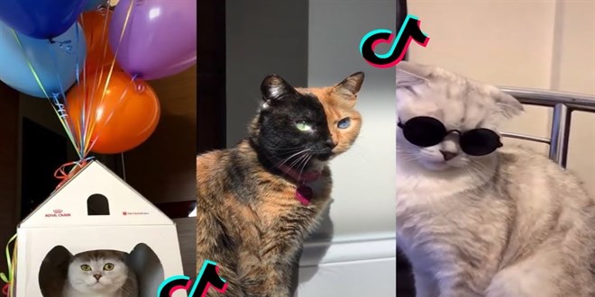 TikTok a yeni suçlama: Kedi videoları çok enerji tüketiyor