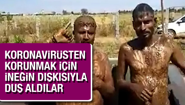 Koronavirüsten korunmak için ineğin dışkısıyla duş aldılar!