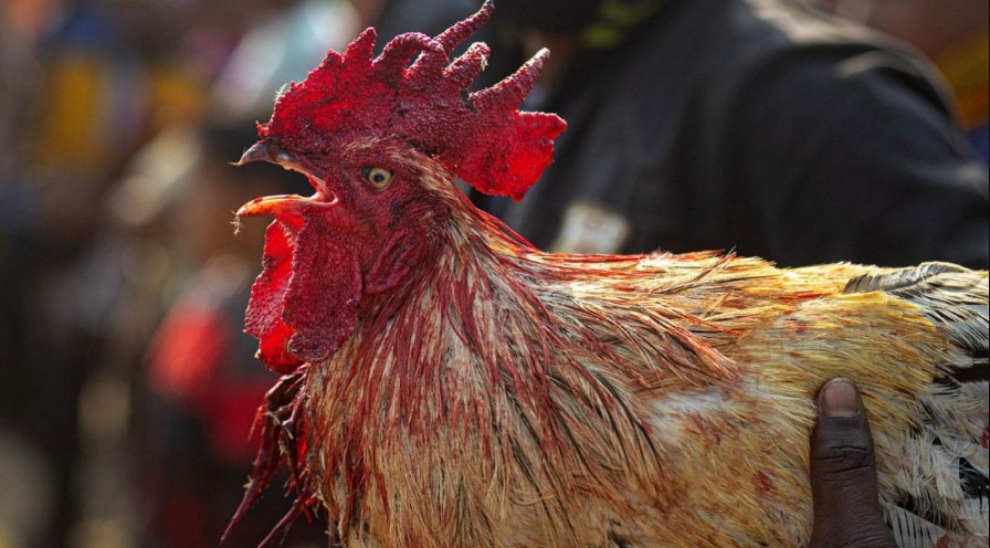 Hayvanları Koruma Derneği Başkanı, horoz dövüştürürken yakalandı