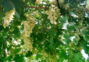 Yaprağı meyvesinden daha pahalı!