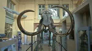 Mamut iskeleti 430 bin Euro ya alıcı buldu