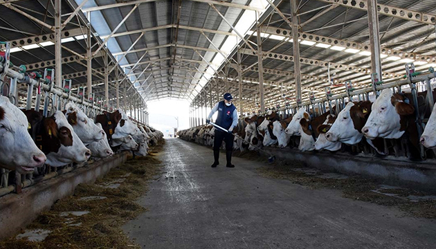 Türkiye de toplanan inek sütü miktarı arttı!