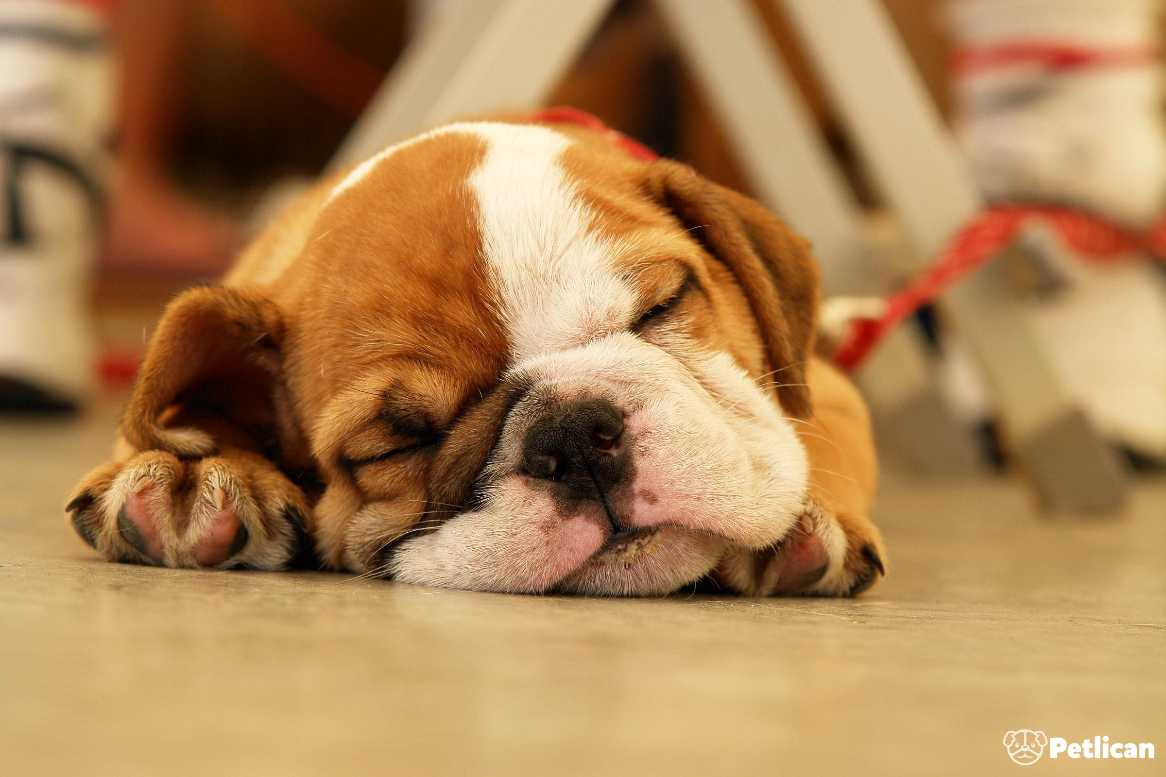 Havlıyor diye köpeğini boğarak öldürdü!