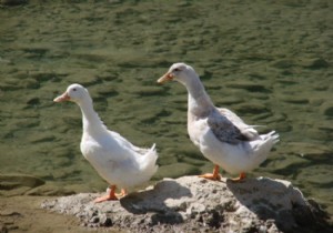 İngiltere de ördek üretim çiftliğinde  kuş gribi  vakası!