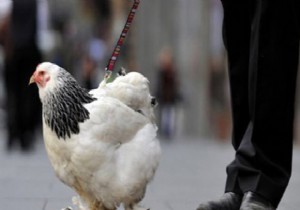 İnsanlar neden tavuklardan daha zeki?