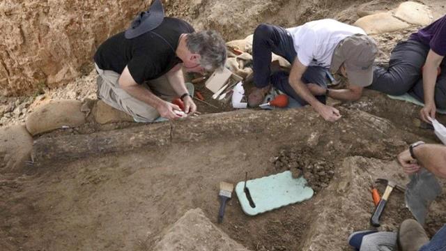 İsrail de 500 bin yıllık dev fildişi keşfedildi