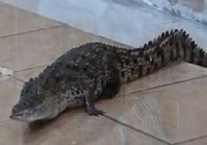 15 Bin Timsah Çiftlikten Kaçtı!