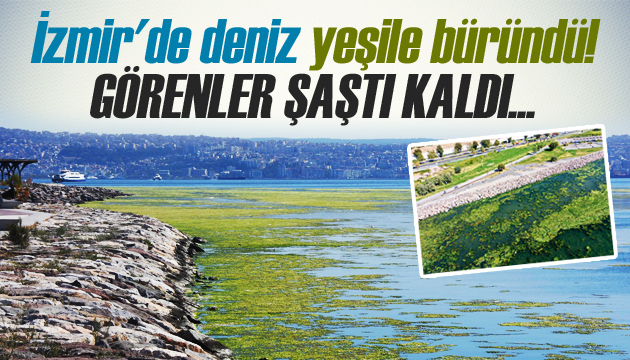 İzmir de deniz yeşile büründü