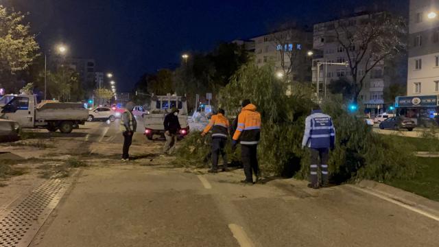 İzmir de şiddetli rüzgar nedeniyle çok sayıda ağaç devrildi