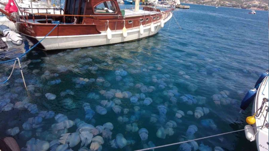 İzmir Foça da denizanası istilası