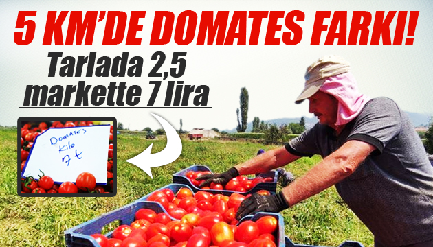 Domatesin fiyatı 5 kilometrede yüzde 176 arttı