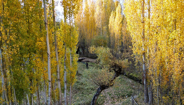 Bitlis in doğasında renk cümbüşü