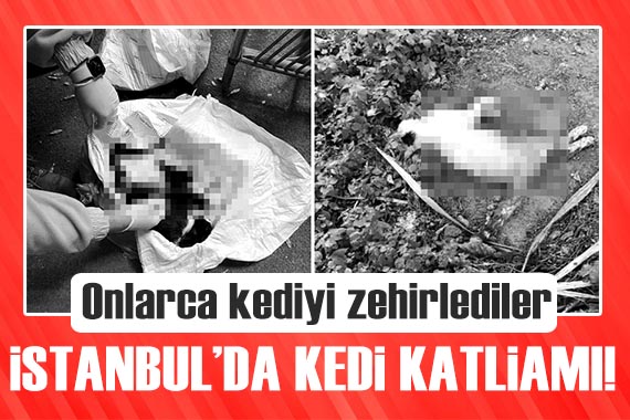 İstanbul da kedi katliamı! Onlarca kediyi zehirlediler...