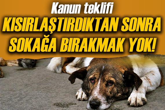 Kanun teklifi: Kısırlaştırıldıktan sonra tekrar sokağa bırakılamayacak