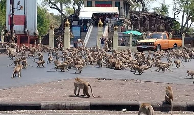 Tayland da aç kalan maymunlar yemek için savaştı!