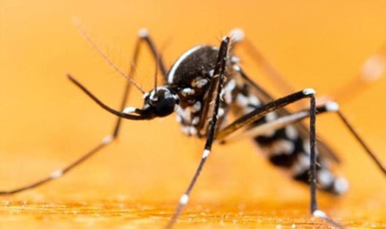 Asya kaplan sivrisineği ısırığında büyük tehlike