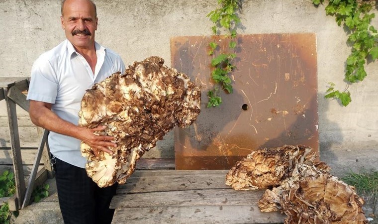 Ormanda buldu, 2 bin TL ye sattı! 40 kilo ağırlığında...