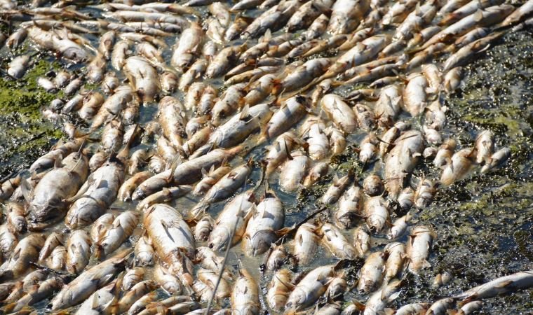 Bakırçay da toplu balık ölümleri