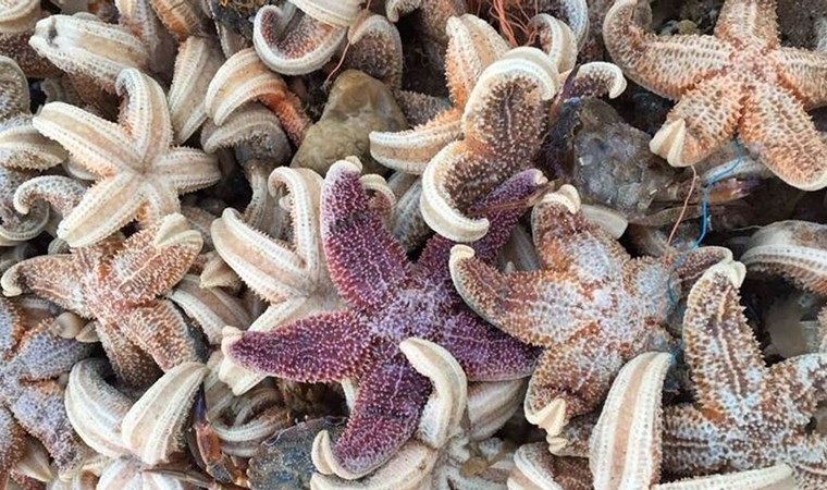 Binlerce ölü denizyıldızı sahile vurdu!