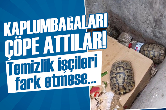 Bu nasıl vicdansızlıktır! Çöpe atılan kaplumbağaların hayatını temizlik ekibi kurtardı