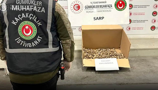 910 su kaplumbağası ele geçirildi