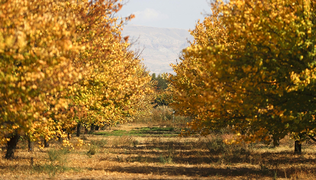 Kayısı bahçelerinde renk cümbüşü