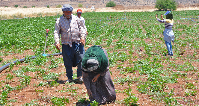 Kırmızı biberde bu yıl üretim azaldı