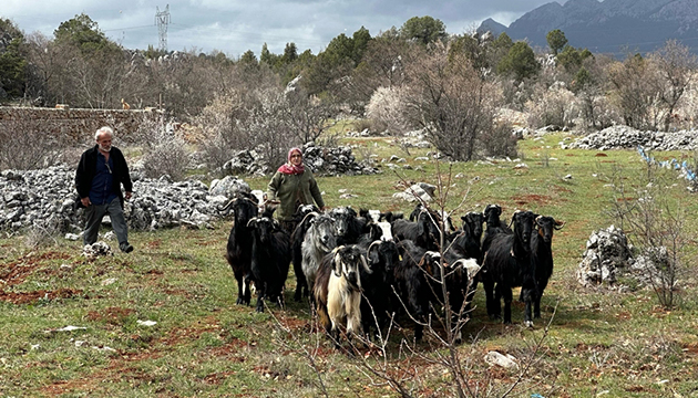 Kaybolan keçiler köylüler ve jandarmanın yardımıyla bulundu