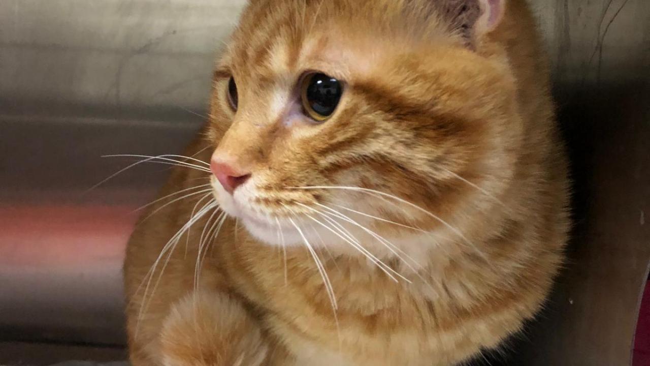 Zehirli krom tankına düşen kedi aranıyor: Kediye dokunmayın