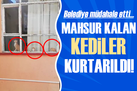 Keçiören deki evde mahsur kalan kediler kurtarıldı!