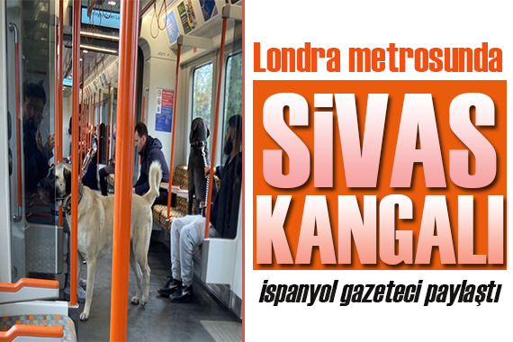 Londra metrosunda Sivas kangalı!