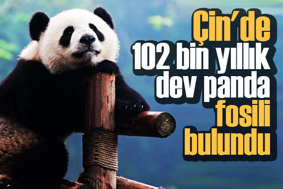 Çin de 102 bin yıllık dev panda fosili bulundu