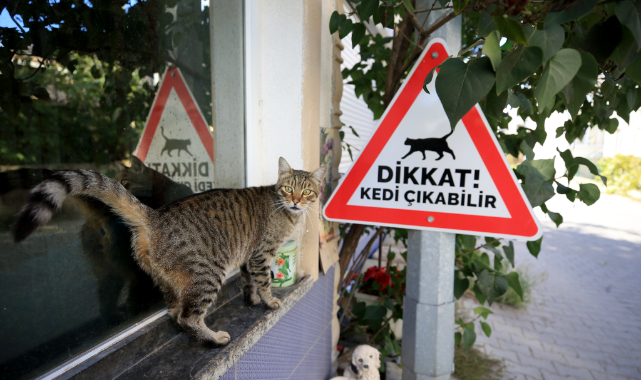 Dikkat! kedi-köpek çıkabilir