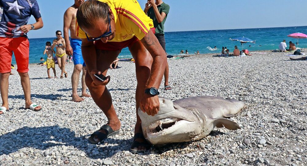 Antalya sahiline köpekbalığı vurdu!