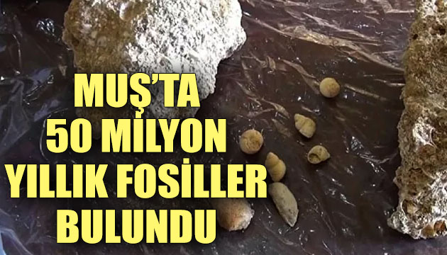 Muş ta 50 milyon yıllık fosiller bulundu!