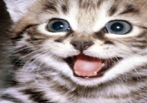  Kedi  davasında kazanan kim oldu?