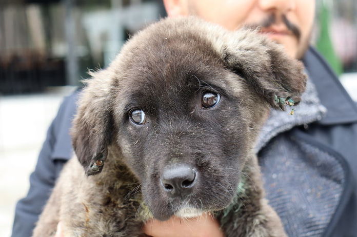 Denizli de kan donduran olay! Yavru köpeğe işkence ettiler...