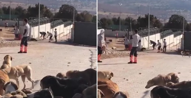 Konya daki barınakta kürekle köpek öldüren şahıslar hakkında tahliye kararı