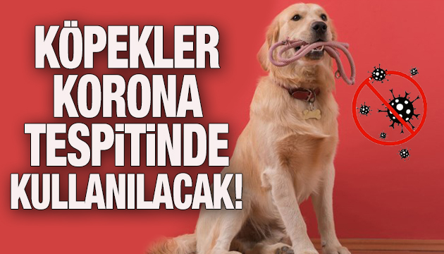 Köpekler korona tespitinde kullanılacak!