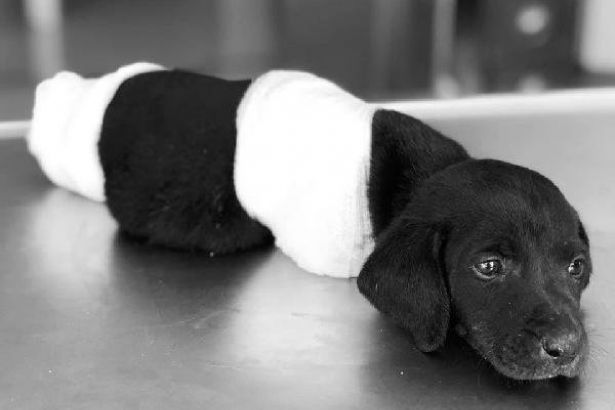 Yavru köpeğin katili iş makineleri mi?