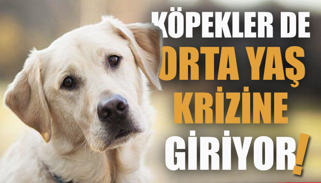 Köpekler de  orta yaş  krizine giriyor!