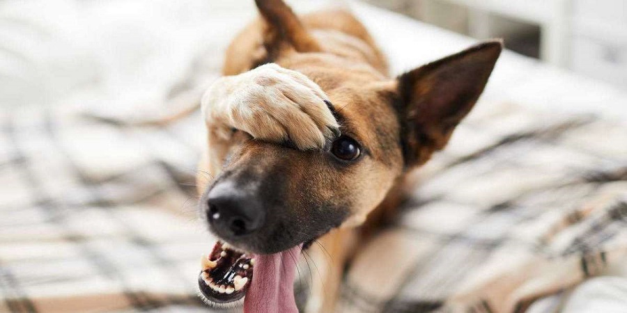 Elazığ’da köpek katliamı: 10 köpek zehirlendi