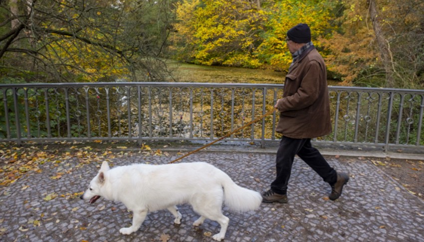 Almanya'da 'köpek vergisi'nden dev gelir