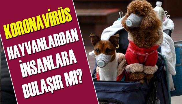 Koronavirüs hayvanlardan bulaşır mı?