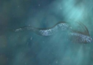 Kral Ringa Balığı nedir? Japon Mitolojisi nasıl geçiyor? Ringa Balığı İZLE