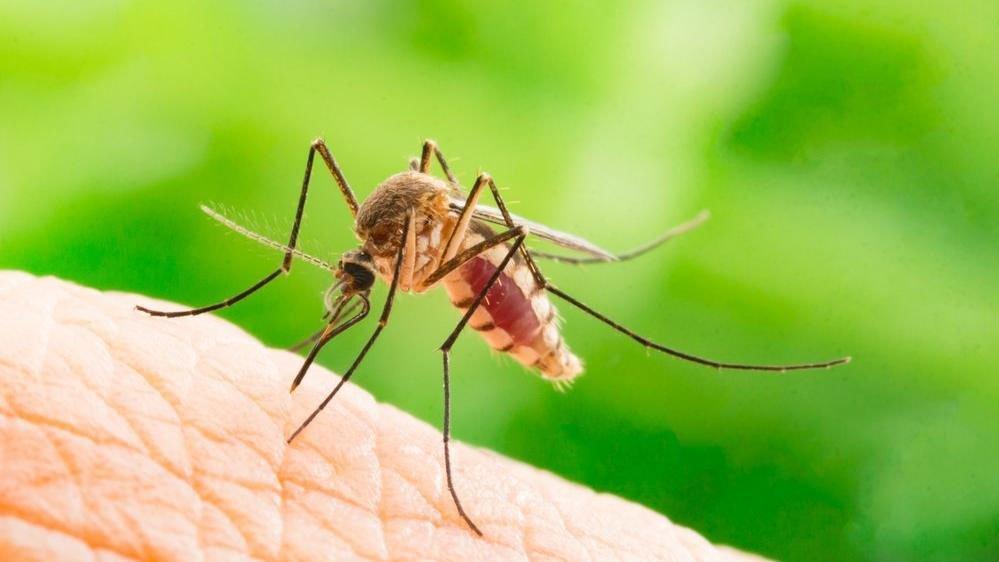 Kritik uyarı: Batı Nil Virüsü Yunanistan’da can aldı!