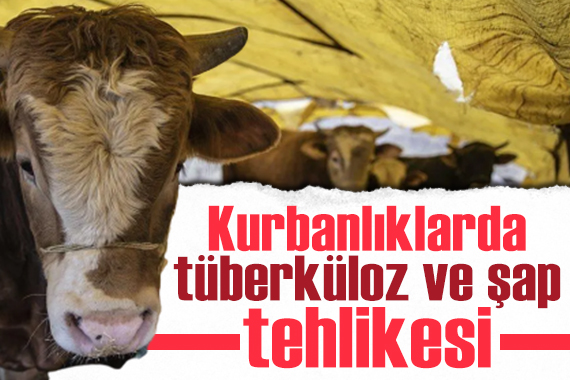 Kurbanlık seçerken dikkat! Tüberküloz ve şap hastalığı tehlikesi...