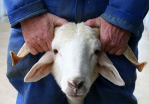 Kurban Eti Nasıl Saklanmalı, Nelere Dikkat Edilmeli? Kurban Eti Hakkında Herşey!