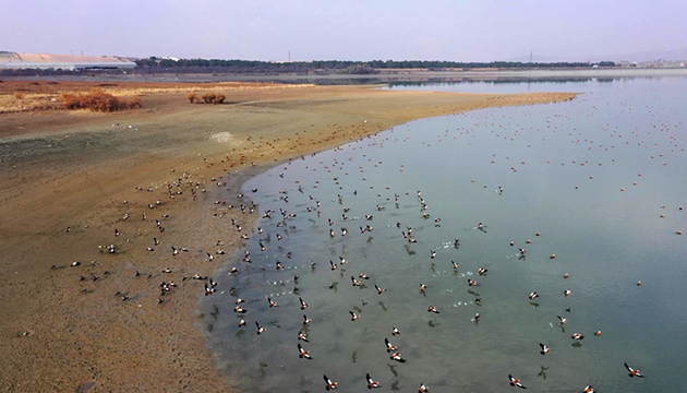 Cip Baraj Gölü binlerce kuşu ağırlıyor